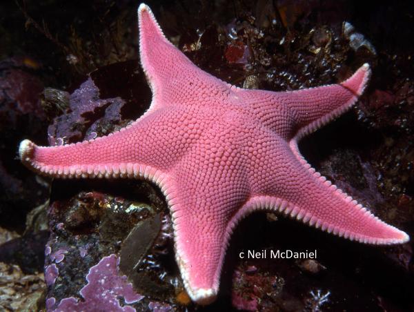 Photo of Gephyreaster swifti by <a href="http://www.seastarsofthepacificnorthwest.info/">Neil McDaniel</a>